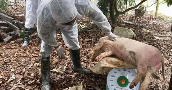 Dịch tả lợn Châu phi tạm lắng tại Hà Nội