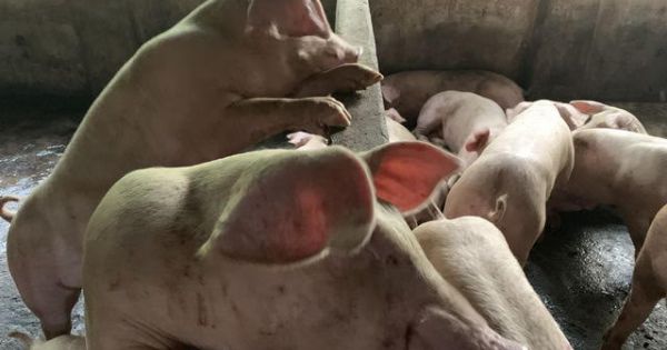 Đàn lợn nhiễm virus dịch tả lợn Châu Phi bất ngờ khỏi bệnh