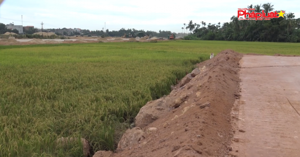 Quảng Ngãi: San lấp đất lúa đang thu hoạch để làm dự án phân lô bán nền