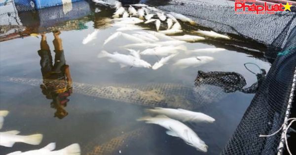 Hàng chục tấn cá nuôi ở Hà Tĩnh chết chưa rõ nguyên nhân