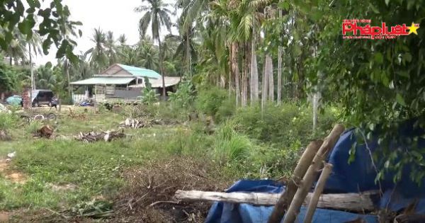 Bình Định: có hay không chính quyền lấy hơn 3.000 m2 đất nhưng đền bù 1 cây dừa?