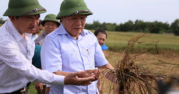 Quảng Trị: Hơn 1.200 tấn lúa ngâm nước lũ