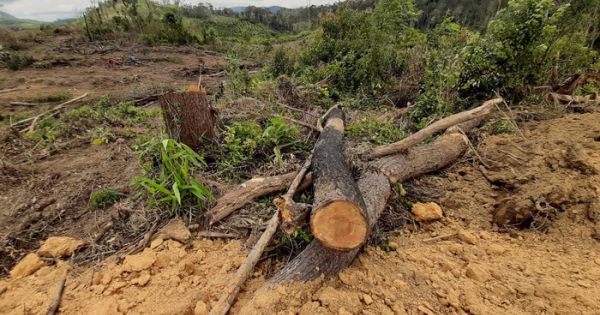 Khẩn trương điều tra, xử lý vụ mở đường phá rừng chiếm đất ở Đam Rông