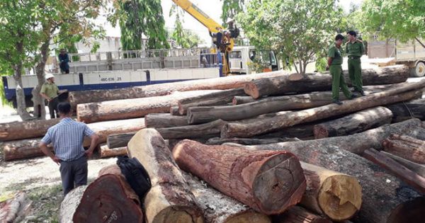 Đắk Nông: Tuyên án 25 bị cáo trong đường dây buôn bán gỗ lậu