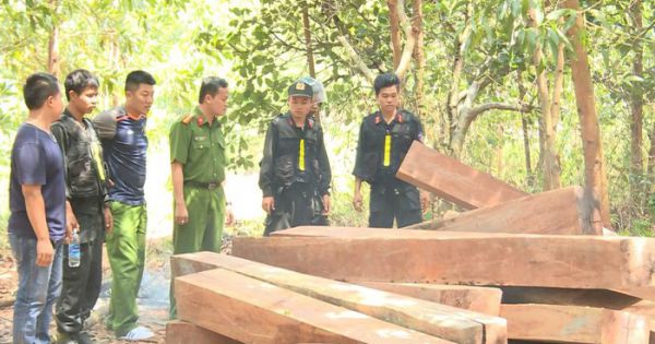 Phát hiện thêm 500m3 gỗ khi điều tra mở rộng vụ phá rừng quy mô lớn tại Đắk Lắk