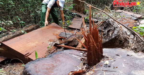 Kon Tum: Lâm tặc mở đường, đưa xe cơ giới vào rừng vận chuyển gỗ