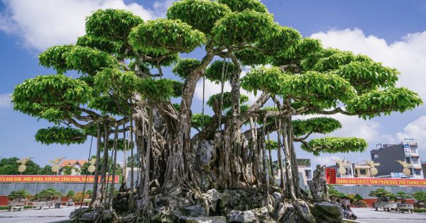 Xuất hiện tại Việt Nam siêu cây có tên gọi “Nham Thạch Bách Niên”