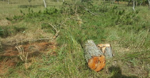 Phát hiện vụ phá rừng chiếm đất tại núi Hòn Bồ, Đà Lạt