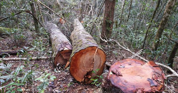 Khởi tố vụ khai thác gỗ trái phép ở Gia Lai