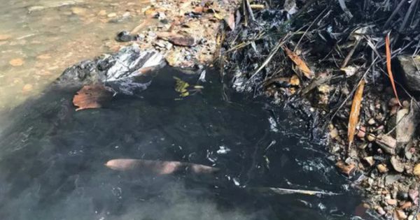 Nước sạch sông Đà bị đầu độc: Kẻ đổ trộm dầu khai được một nữ giám đốc thuê