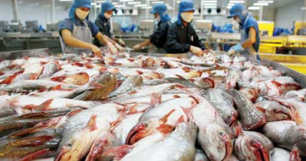 Cá da trơn Việt Nam có “visa” chính thức vào thị trường Mỹ