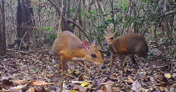 Phát hiện loài hươu nhỏ như chuột tưởng tuyệt chủng tại Việt Nam