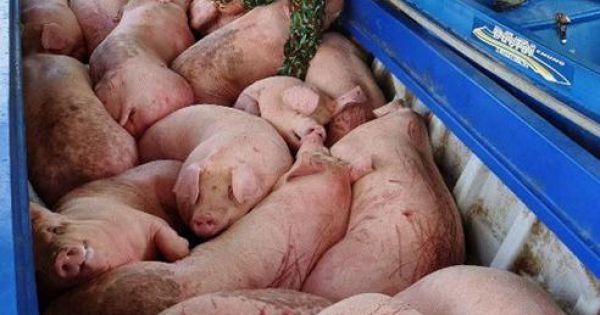 Bắt giữ và tiêu hủy hơn 3,7 tấn lợn thịt vận chuyển từ Campuchia vào Việt Nam
