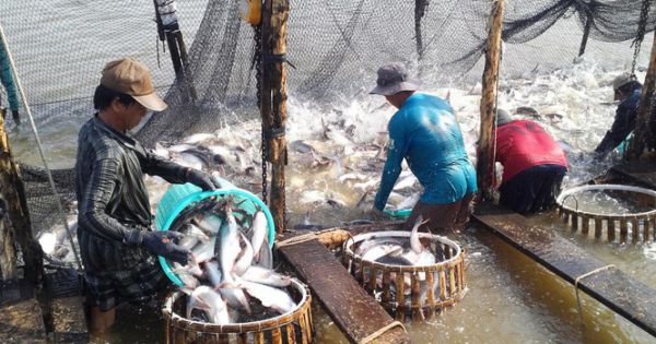 Cá tra Việt Nam phải cạnh tranh khốc liệt