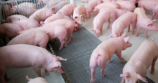 Giá lợn hơi hôm nay 6/12: Miền Bắc chính thức cán mốc 80.000 đồng/kg