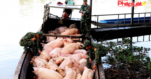 Ngăn chặn tình trạng lợn và sản phẩm từ lợn ngang nhiên 'vượt biên'