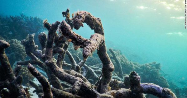 Sử dụng loa để hồi sinh các rạn san hô, ý tưởng sáng tạo của các nhà khoa học