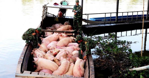 Bắt giữ hơn 2,2 tấn lợn nhập lậu từ Campuchia về Việt Nam