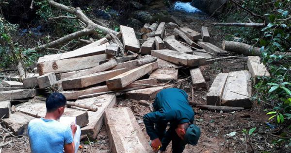 Cục Kiểm lâm vào cuộc vụ rừng già bị tàn phá tại Kon Tum