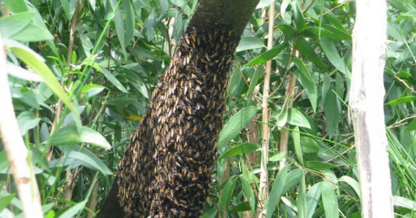 Săn mật ong rừng U Minh thành di sản văn hóa