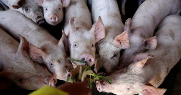 Nghệ An: Dịch tả lợn châu Phi tái bùng phát ở huyện Diễn Châu
