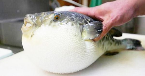 Vụ ngộ độc ăn cá nóc ở Quảng Ngãi: 1 người đã tử vong