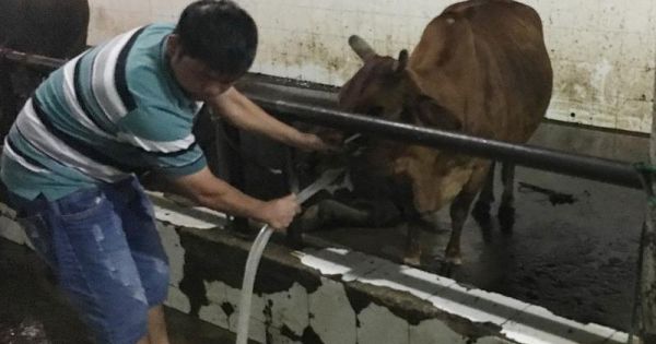 Quảng Nam: Phát hiện nhiều cơ sở bơm nước vào bò trước khi giết mổ
