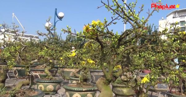 Đà Nẵng: Sôi động thị trường hoa Tết Nguyên đán Canh Tý 2020