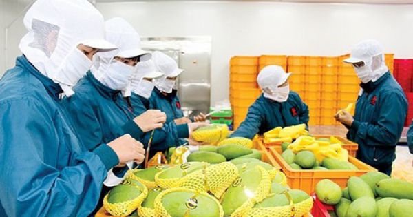 Hàng Việt xuất vào Trung Quốc giảm 1,5 tỷ USD ngay trong tháng đầu năm