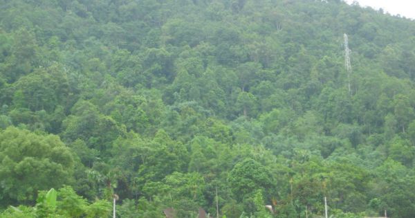 Hà Giang: Bắt giam kế toán Ban Quản lý Dự án bảo vệ rừng gây thất thoát 9 tỷ đồng