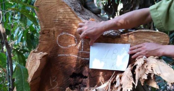 Chuyển hồ sơ vụ phá rừng quy mô lớn tại Đắk Nông sang cơ quan công an