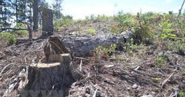 Yêu cầu trồng lại gần 2.200 ha rừng bị chặt phá, lấn chiếm tại Gia Lai