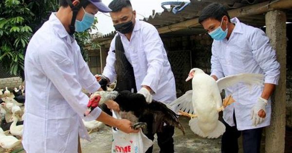Hải Phòng tiếp tục tiêu hủy gần 7.000 con vịt nhiễm cúm A/H5N6