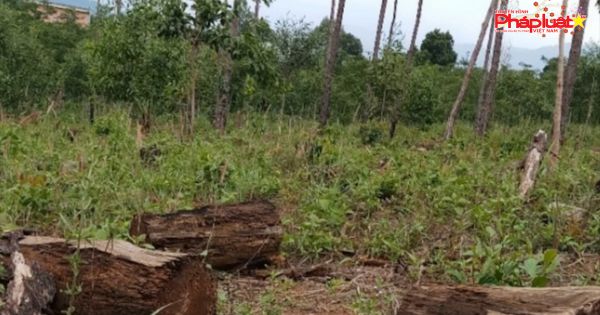 Bình Định: Xử phạt hàng trăm triệu đồng 3 cá nhân phá rừng phòng hộ
