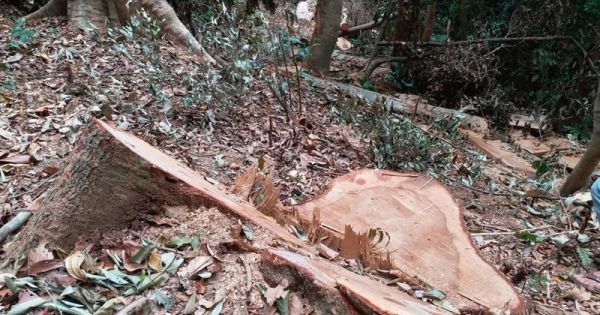Kon Tum mở rộng điều tra vụ phá rừng Đăk Tô