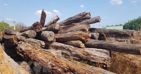 Vụ 8.000m3 gỗ để mục nát ở Bình Phước: Kiểm điểm những người liên quan