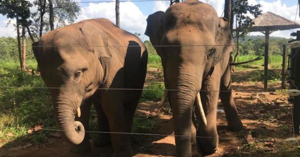 Hai đàn voi rừng liên tục phá hoại hoa màu ở Đắk Lắk
