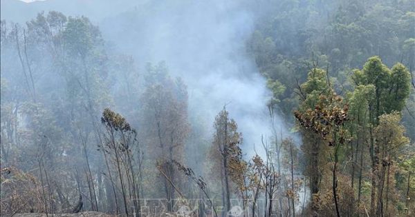 Cà Mau: Dập tắt kịp thời một vụ cháy rừng giữa mùa khô hạn