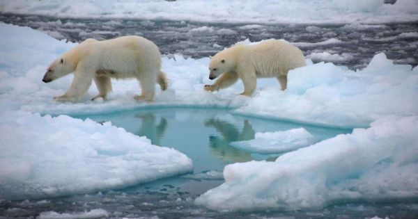 Bắc Cực sẽ hoàn toàn không có băng vào mùa hè trước năm 2050