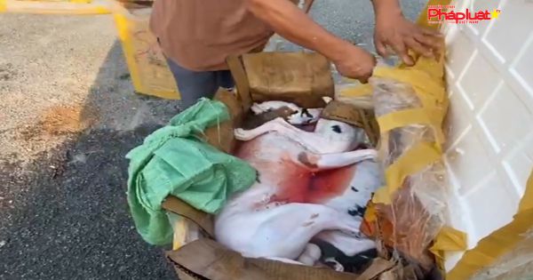 Nghệ An: Phát hiện xe khách vận chuyển 630 kg động vật bốc mùi hôi thối đi tiêu thụ