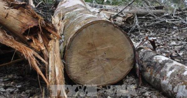 Khởi tố nhóm người khai thác gỗ trái phép ở Gia Lai