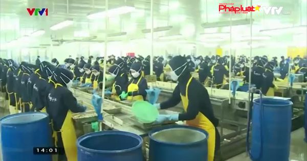 Việt Nam thêm cơ hội xuất khẩu tôm khi đại dịch “dịu” đi