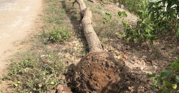 Bạc Liêu: Hàng cây me chết khô gây phản cảm và lãng phí ngân sách nhà nước
