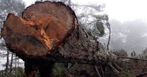 Điều tra vụ phá rừng thông trong Vườn quốc gia Bidoup - Núi Bà