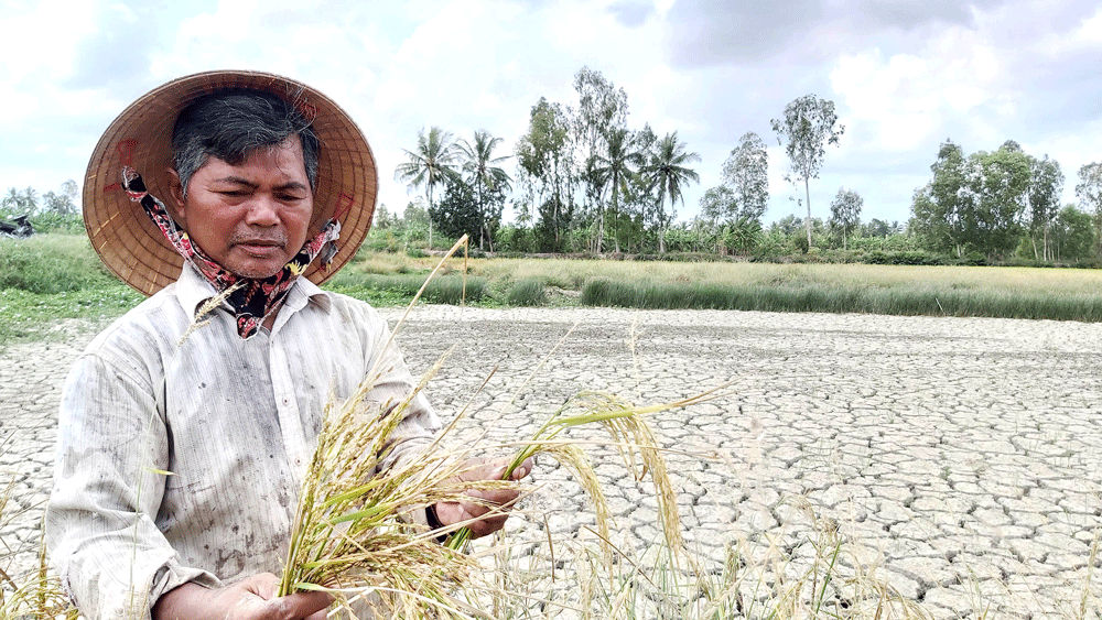 Hỗ trợ hơn 1.300 tấn gạo cho người dân Khánh Hòa thiếu đói do hạn hán