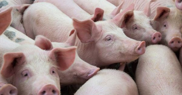 Từ ngày 12/6, Bộ NN&PTNT cho phép nhập khẩu lợn sống của Thái Lan
