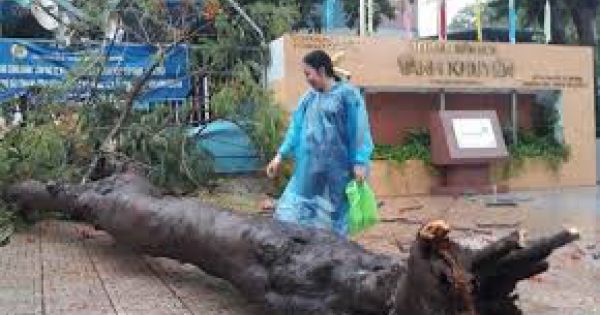 TP.HCM: Cành cây gãy trong mưa, đè một người đi đường tử vong