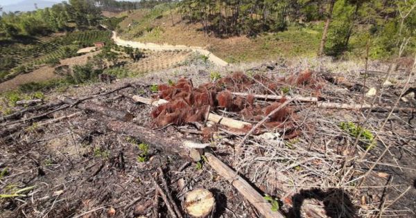 Tỉnh Lâm Đồng yêu cầu xử lý nghiêm vụ phá rừng ở huyện Lâm Hà và Đam Rông