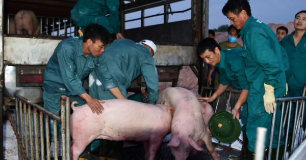 Giá lợn hạ nhiệt do nhập gần 100.000 con lợn sống từ Thái Lan