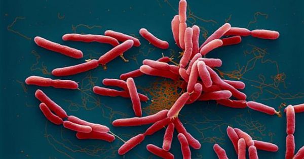 Phát hiện ca Whitmore - căn bệnh bị đồn 'vi khuẩn ăn thịt người' ở Hà Nội